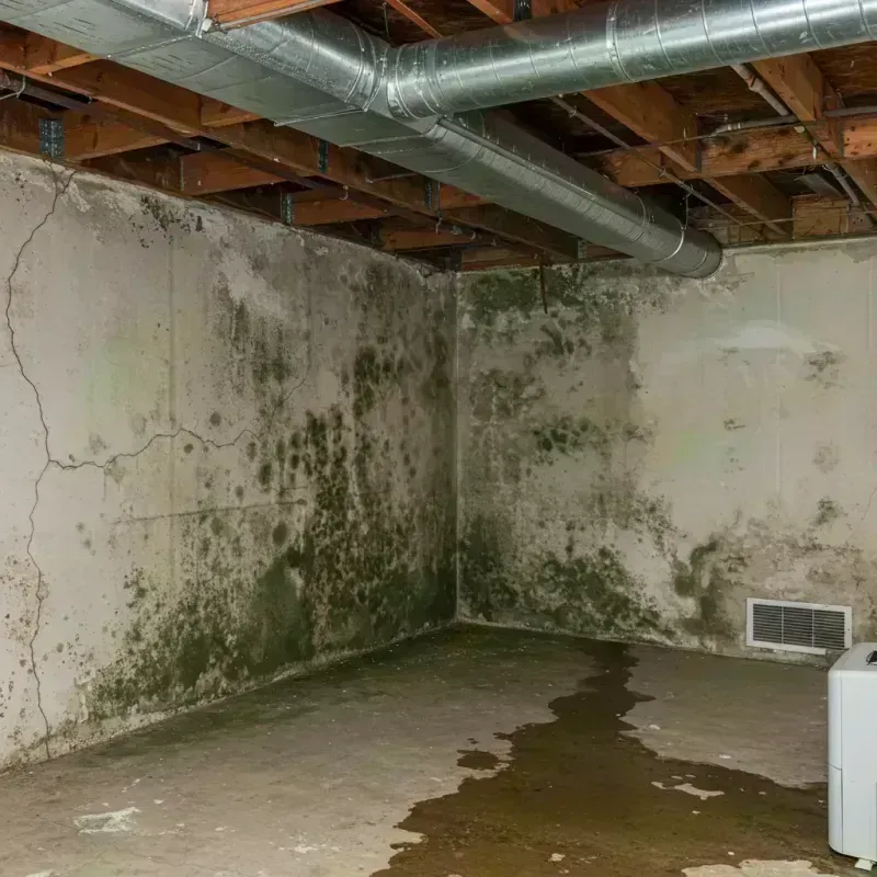 Professional Mold Removal in Springfield, KY